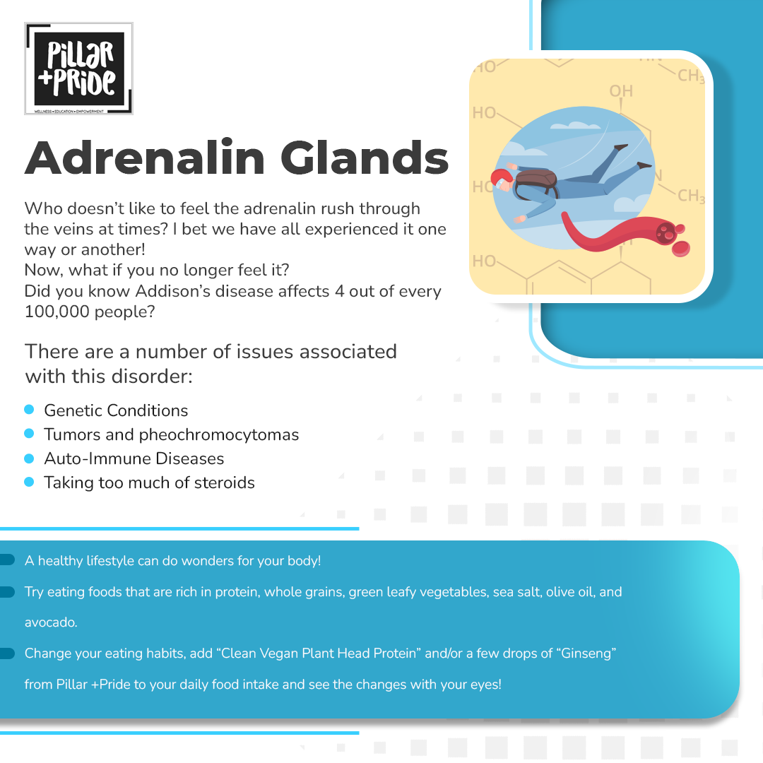 Adrenal Glands