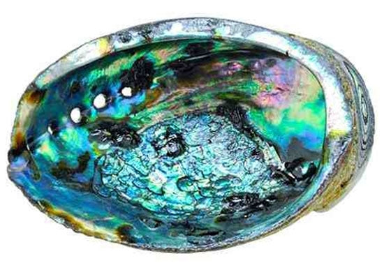 Abalone Shell 6in
